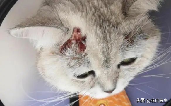 猫咪过敏是属于炎症反应吗,猫咪过敏怎么排除过敏源