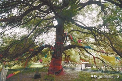 沈阳油菜花海旅游攻略,油菜花樱花打卡地
