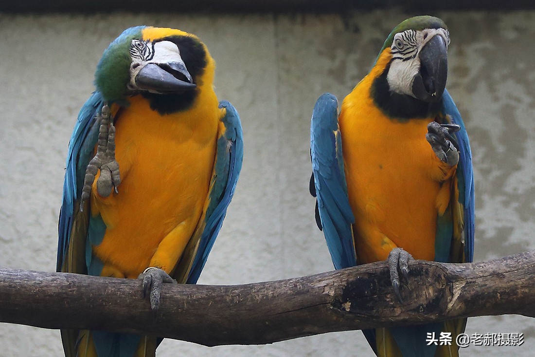 鹦鹉中它是最贵的了吧？