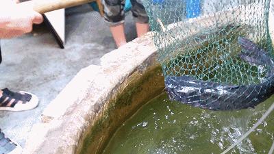 把鱼吃出新花样,把海鲜玩出花样来