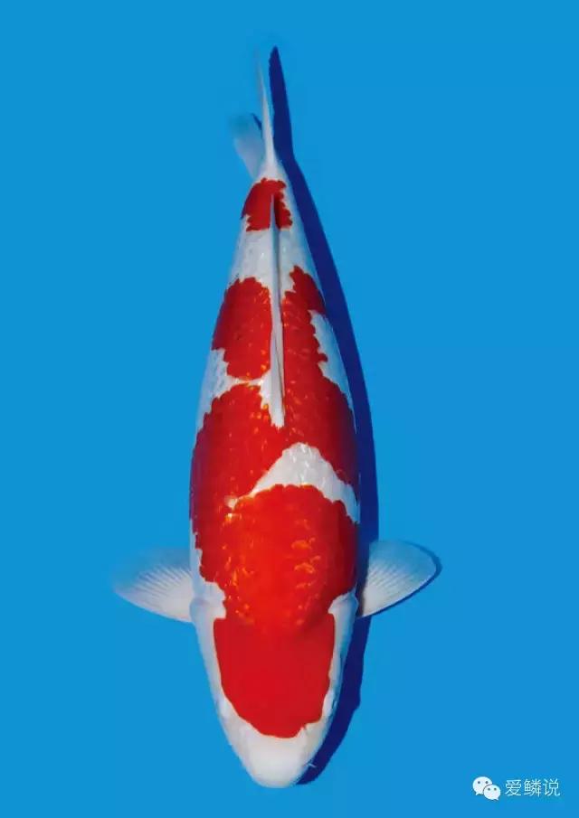 收藏清洁小妙招,收藏养花除虫小妙招