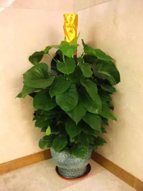 大叶绿萝养护方法及注意事项,大叶绿萝柱浇完水第二天就黄叶