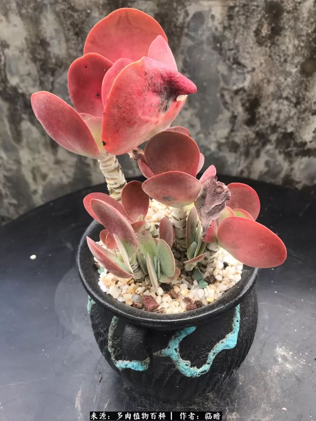 多肉带给我的感情,多肉给人们带什么作用