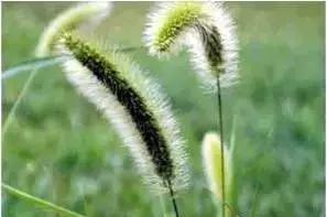 玉米苗前封闭除草剂哪种最好,麦茬玉米打封闭药管用吗