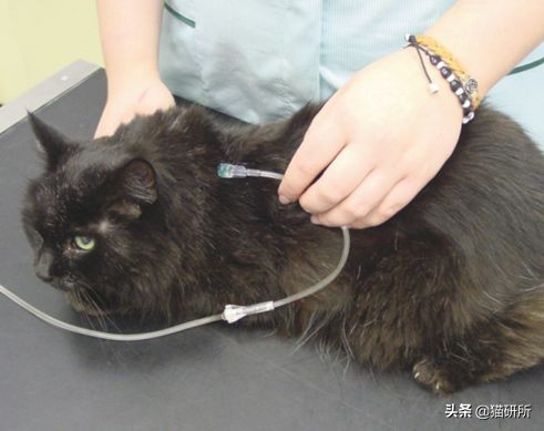 糖尿病、心脏病、肾病、胰腺炎，猫咪4类慢性病的家庭护理手册