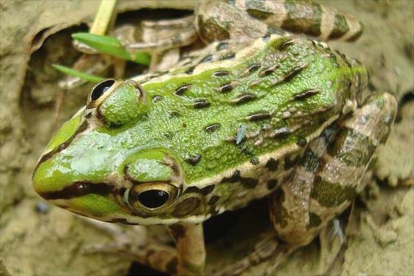 黑斑蛙养殖：养一亩青蛙能赚多少钱？养青蛙的成本和利润？