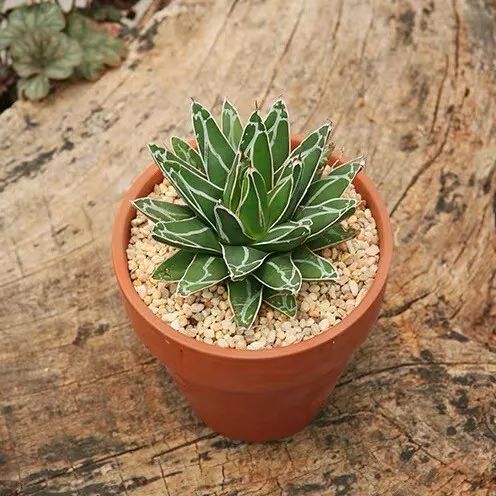 八种好看又好养的多肉，看看你家养了几种？