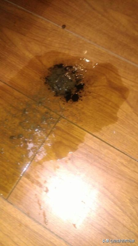 狗狗出现呕吐是什么原因造成的呢,狗狗呕吐的这4个原因