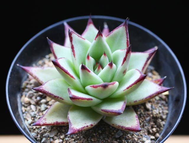 六月情感语录短句,五月的心灵鸡汤句子