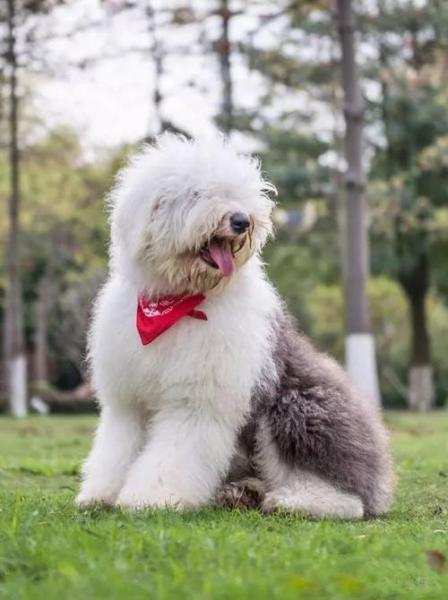 台湾纪录片古代牧羊犬,影视剧里面的卡斯罗犬