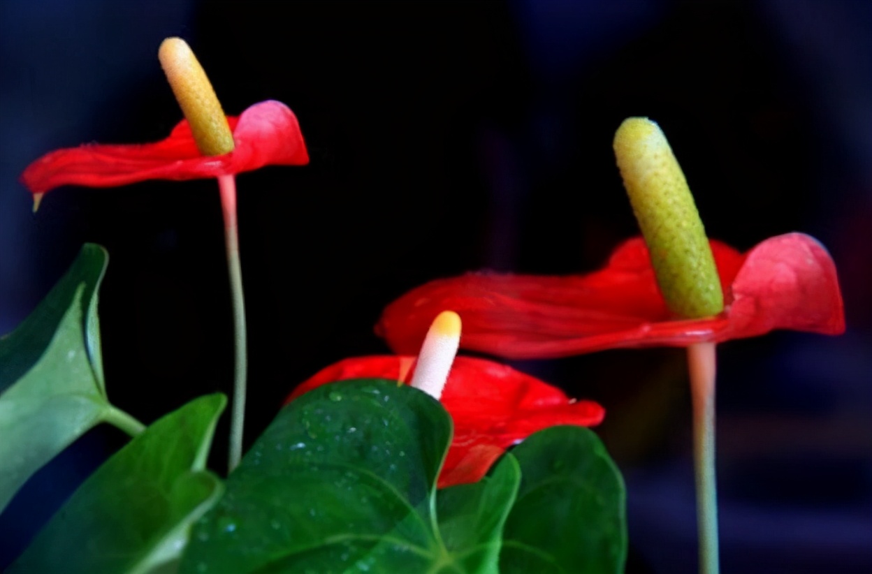 南山老人,南山老人家