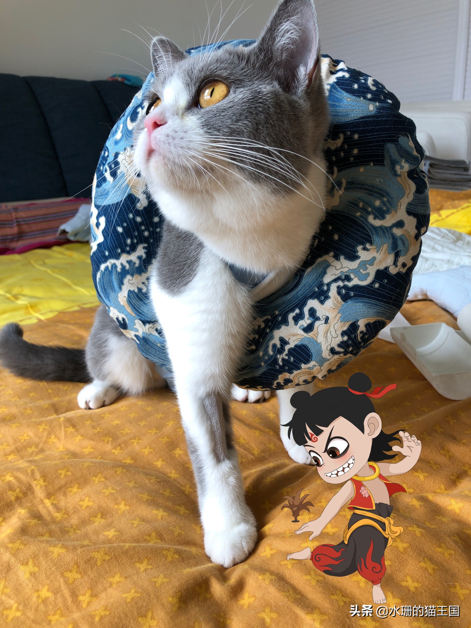 母猫绝育术前术中术后,母猫绝育全过程演示