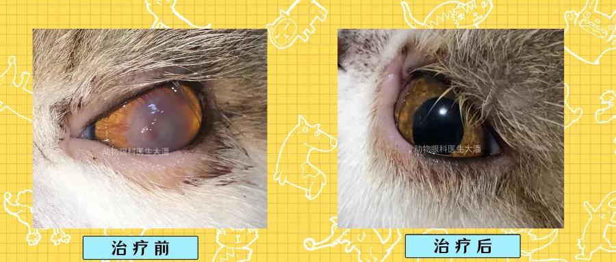 猫眼角膜溃疡怎么治疗,猫眼睛溃疡最佳治疗方法