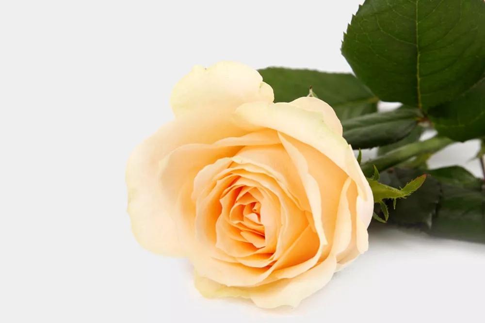 花店常用玫瑰花品种大全,一篇文章带你认识三亚40种花