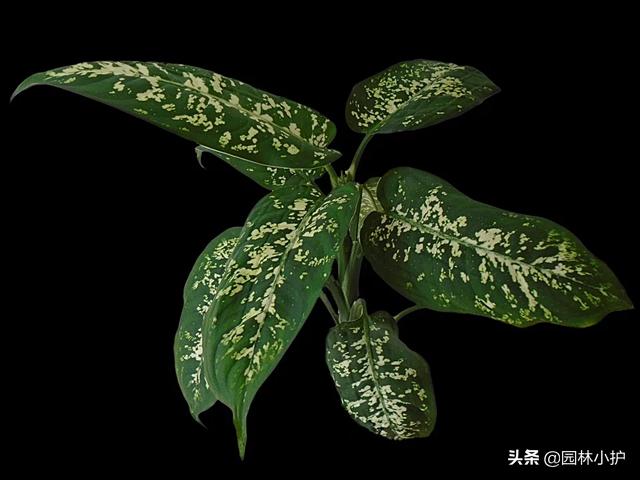 吸甲醛的植物哪些最好,植物吸甲醛好还是活性炭吸甲醛好