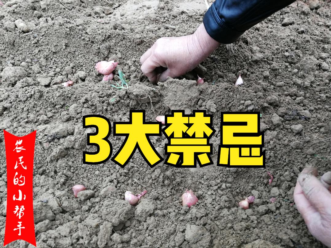 大蒜种植怎么才能高产,大蒜如何种植才高产量