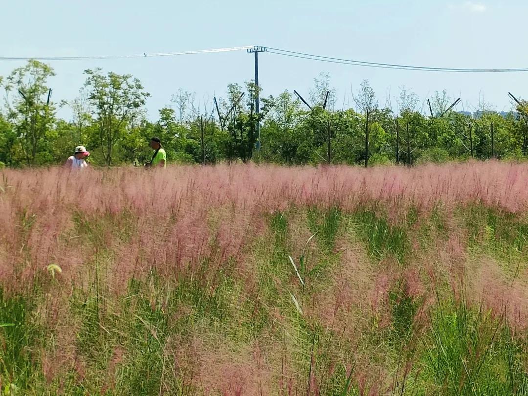 上海观赏草,上海之鱼冬天风景