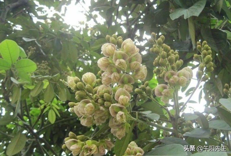 娌夐璇惧爞鐩存挱,娌夐璇惧爞娴峰崡