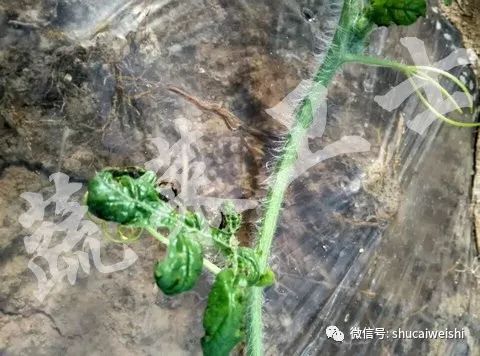 蔬菜药害怎样解药,蔬菜发生药害时如何解决