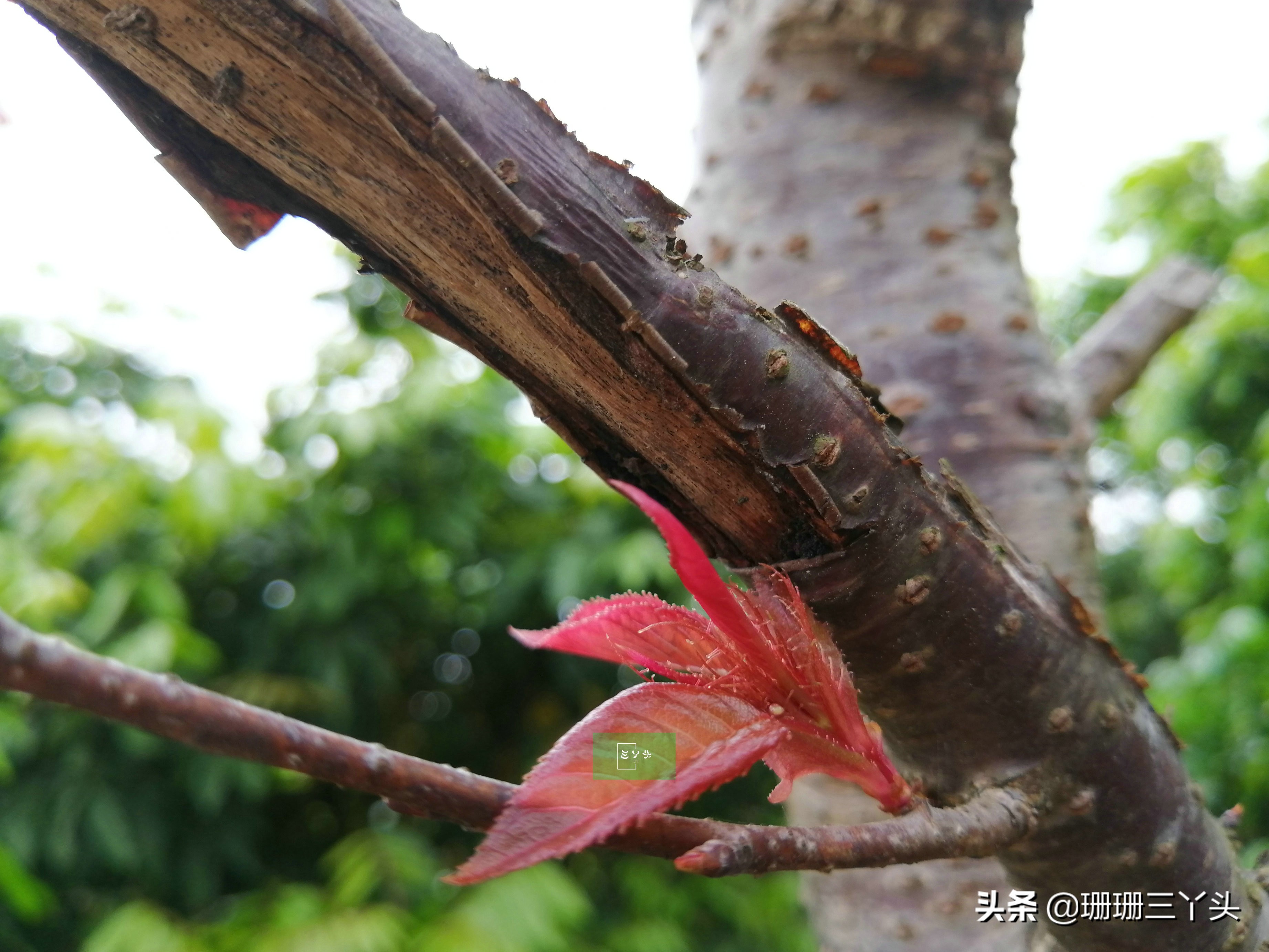 广州春季赏油菜花的地方,广州绝美油菜花海