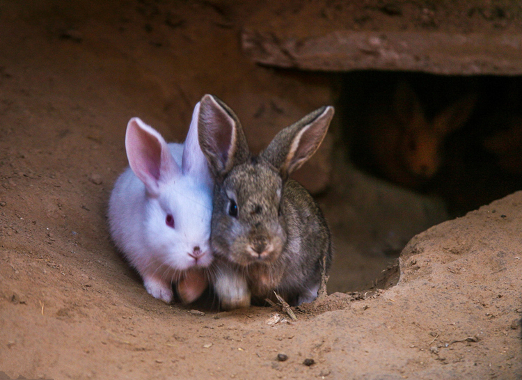 养兔怎样做大做强,养兔怎么培养感情