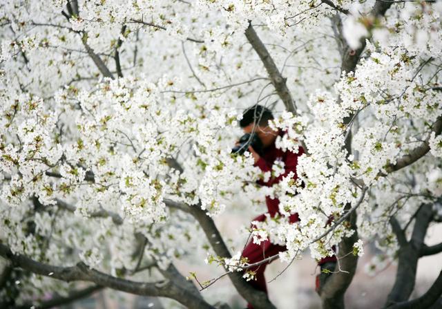 濮大樱花谢了吗,濮大樱花位置