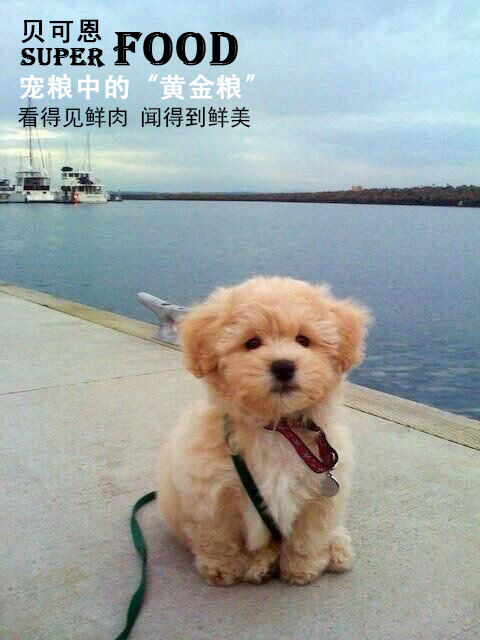 狗狗拉肚子怎么办小技巧,狗狗拉肚子腹泻怎么办