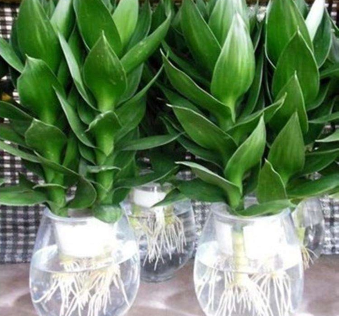 水养富贵竹叶子尖发黄是怎么了,水养富贵竹叶子发黄的原因