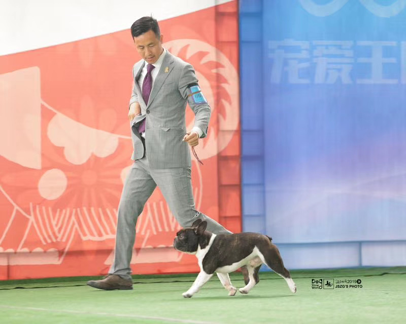 中国法斗犬舍,中国知名法斗犬舍