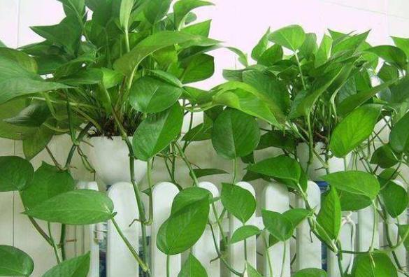 绿萝黄叶是什么原因导致的呢,绿萝有黄叶是什么原因造成的呢