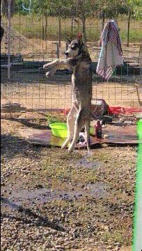 爆笑gif动图,大哥的搞笑gif