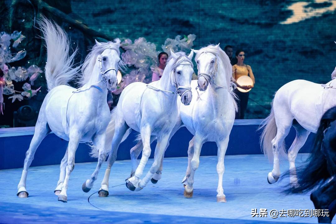 249抢珠海长隆剧院《龙秀》普通座（平日）+石博园全新视觉盛宴