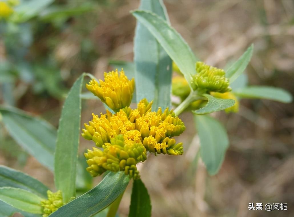 外来入侵物种，除了加拿大一枝黄花、小龙虾，你还知道哪些？