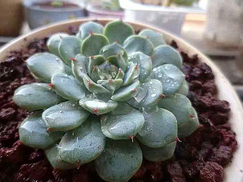 多肉一直放在散射光可以吗,多肉一直养在室内可以吗