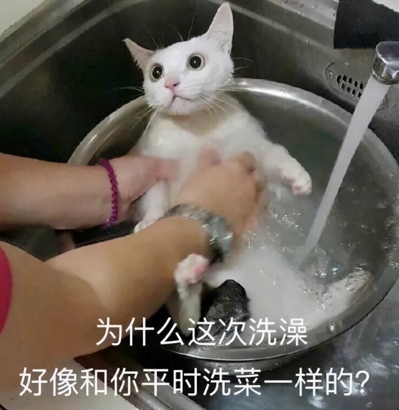 铲屎官最担心猫咪的几件事,爱玩水的猫怎么治