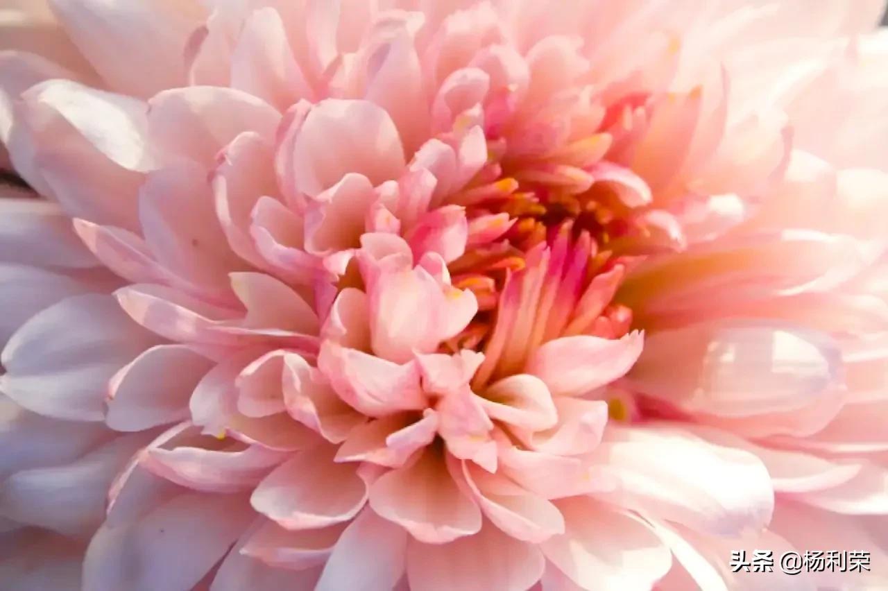 朗读者的心声,随笔朗诵素材