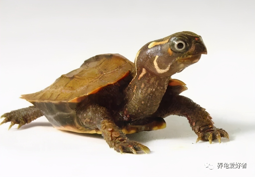 怎么养龟才是正确的方式,养龟怎么才能养得好
