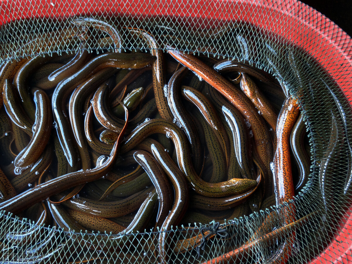 水泥池养黄鳝一亩能养多少,养一亩黄鳝一年能赚多少钱