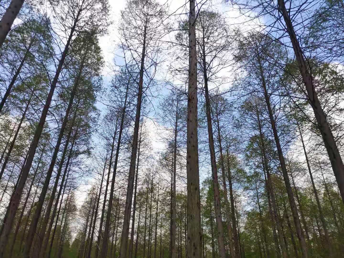 烟花三月矿泉水能喝吗,烟花三月喝最好的酒
