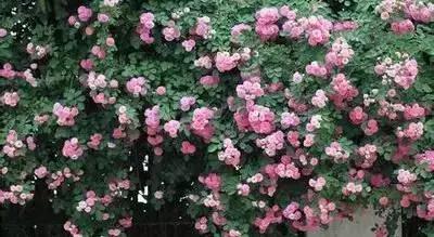 100种花的花语以及送花礼仪分享,100种花的名字和图片带花语