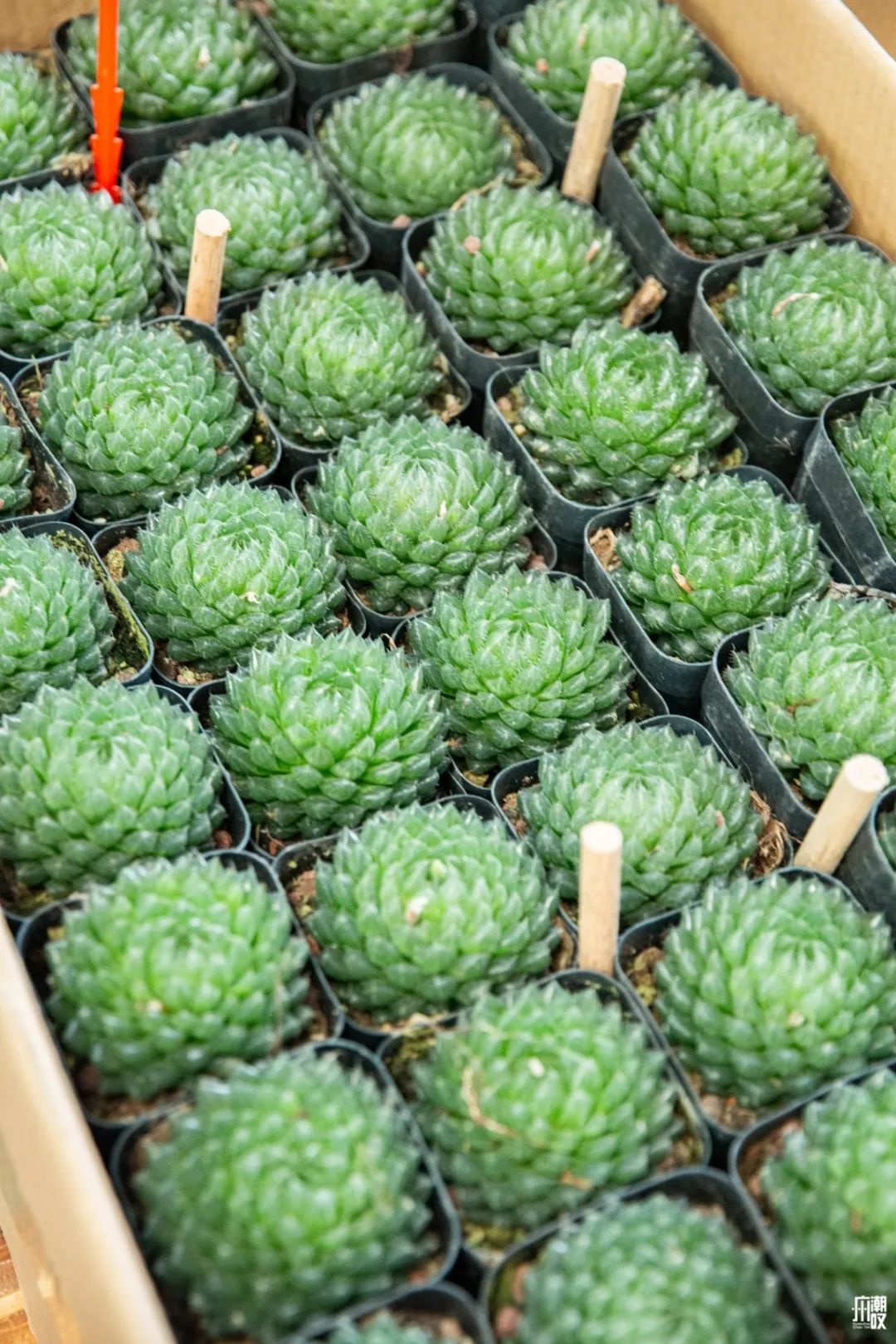 广州最便宜的花卉市场1块钱,广州岭南花卉市场买花攻略