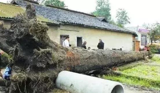 2000万，却是根破烂木头？