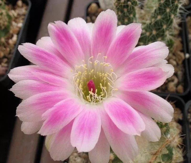 100种仙人球花图片,100种仙人球的品种视频