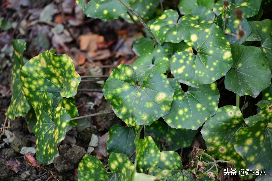 零下9度来袭，花园里的绿色是那么动人|园丁