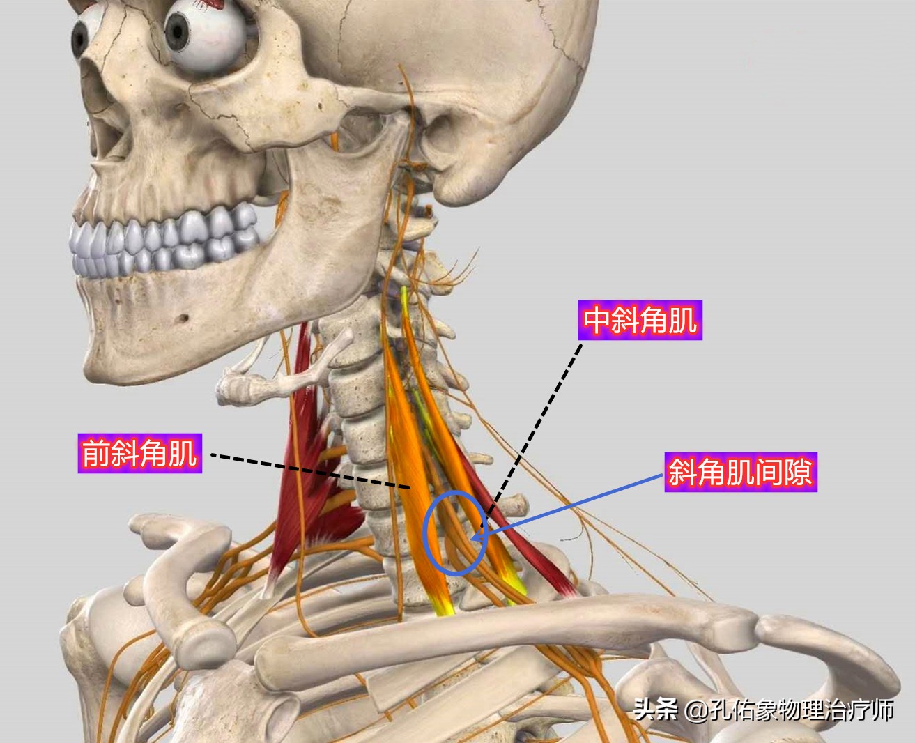 后背肩胛骨疼什么原因造成的,右后背肩胛骨下角疼痛部位对照表