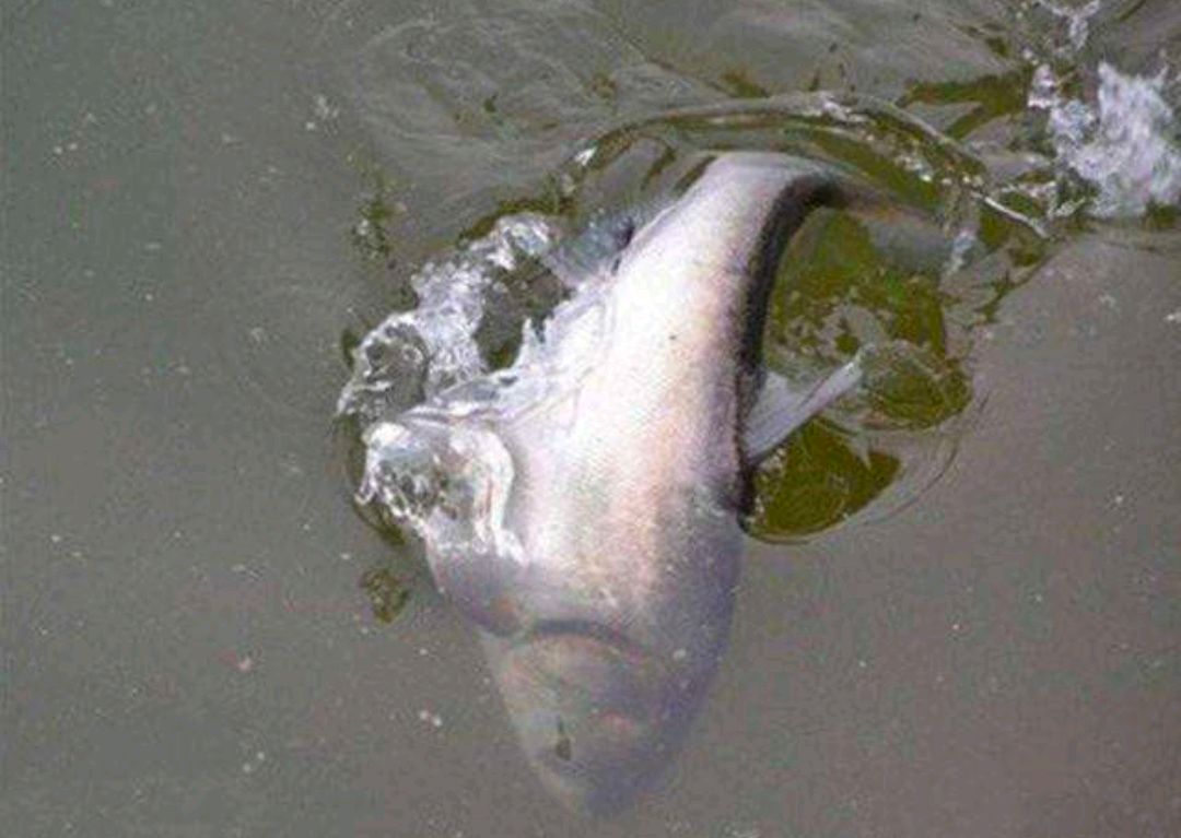 手竿钓鲢鳙抓口太难？老钓友:与手速无关，做好一点只管抄鱼！