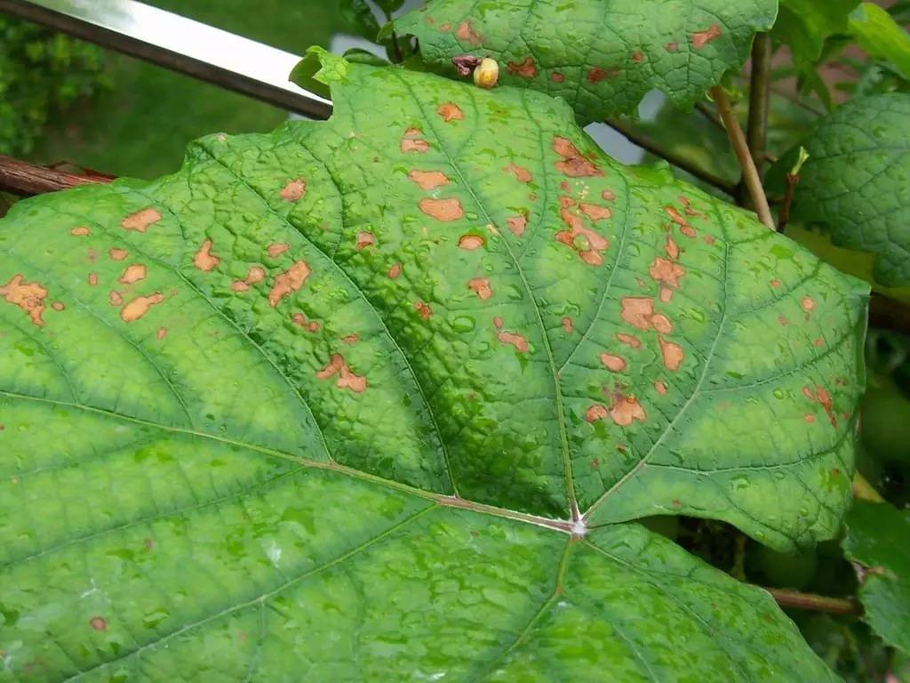 葡萄叶片出现灰斑块什么原因,葡萄叶子上有褐色斑怎么治