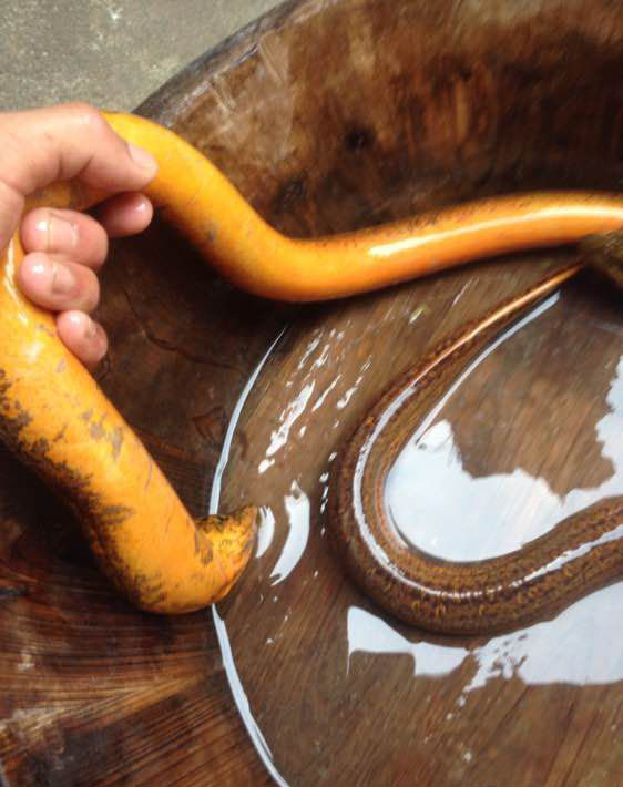 孩子在田里抓黄鳝不小心抓到蛇,捉黄鳝儿童视频