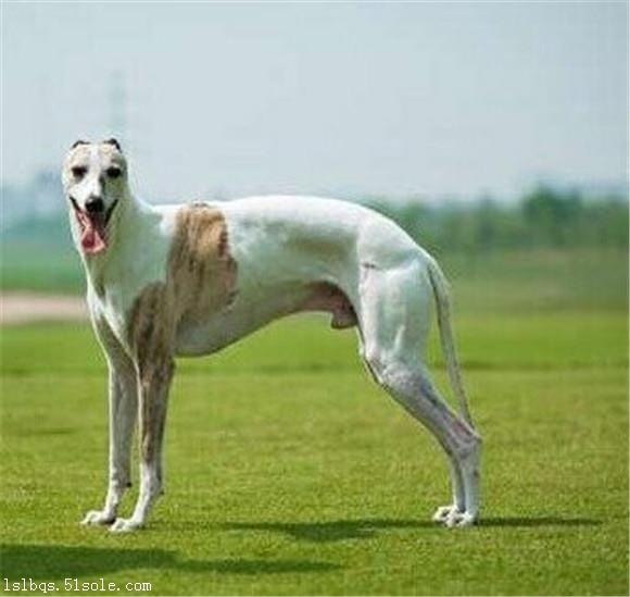 格力犬猎犬打猎视频,格力犬古老