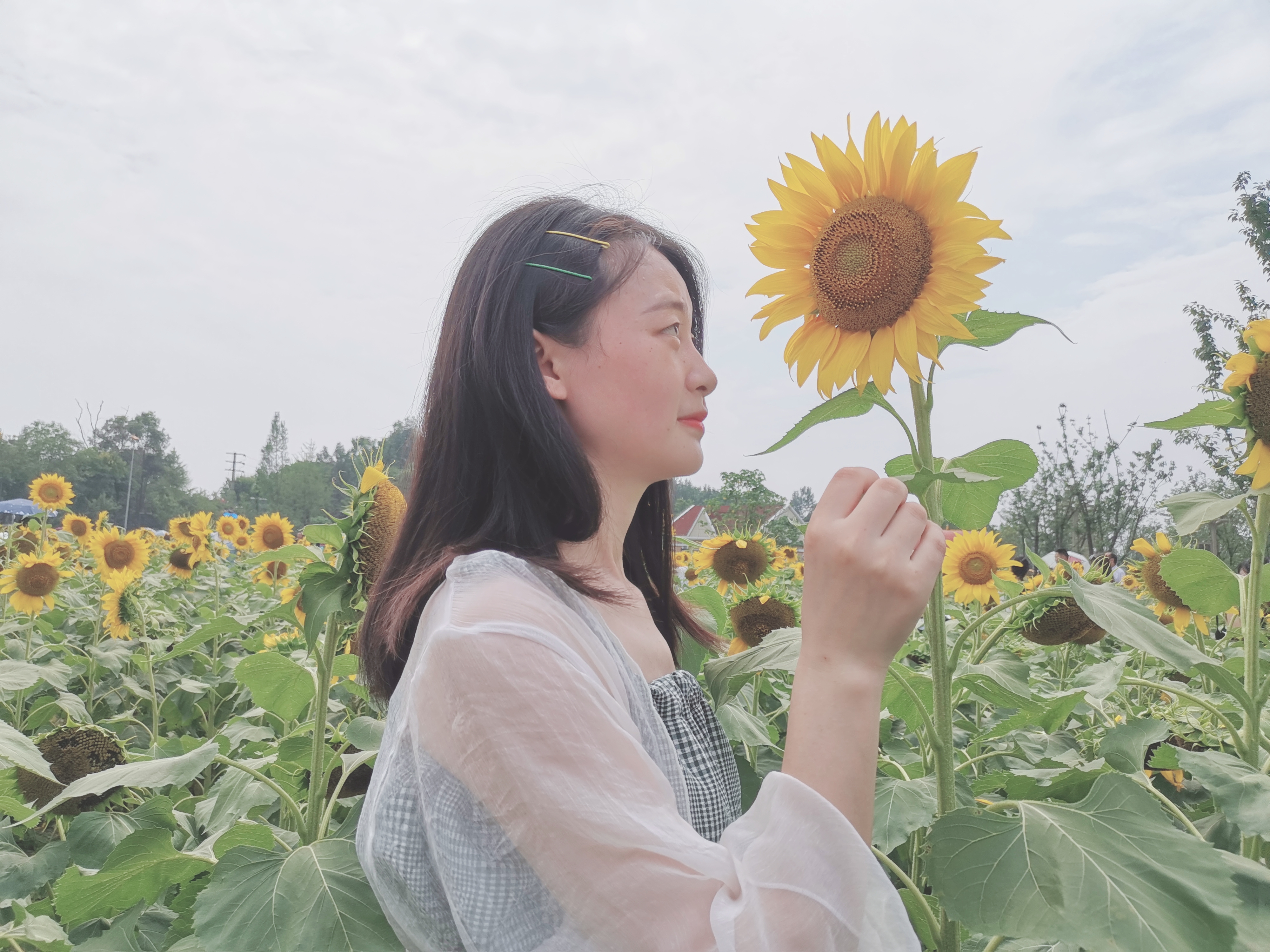 向日葵花海成都8月,成都向日葵花海几月有花